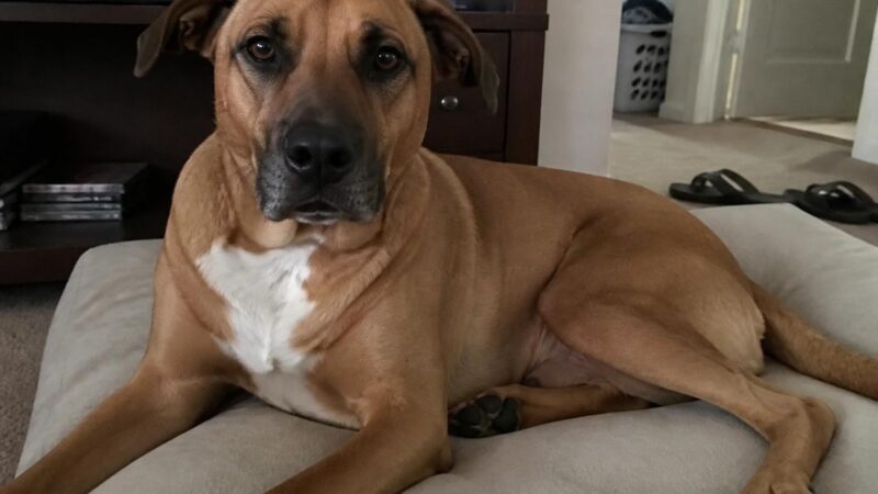 Project ADORE Singapore: Adopting Local Mongrels in HDB Flats