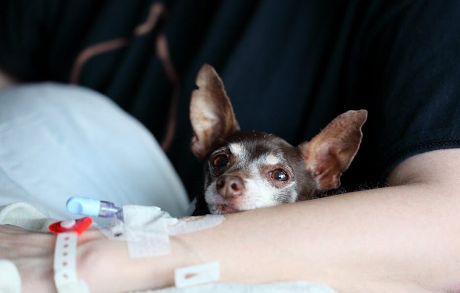 A chihuahua cuddling with a person receiving medical care, portraying warmth and companionship.