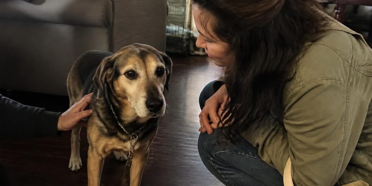Pull-From-Shelter Rescue Model: How Pulls Work