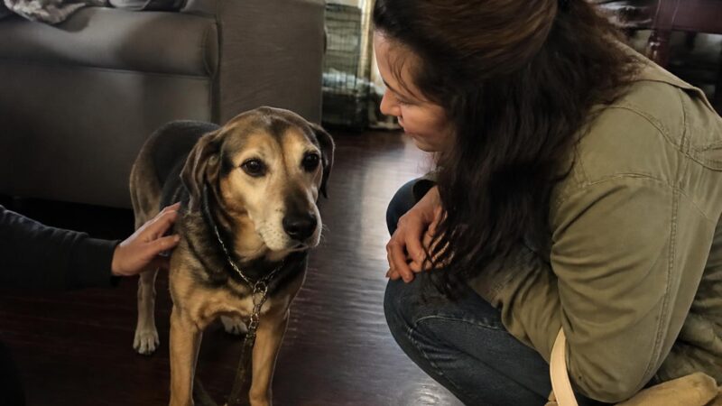 Pull-From-Shelter Rescue Model: How Pulls Work