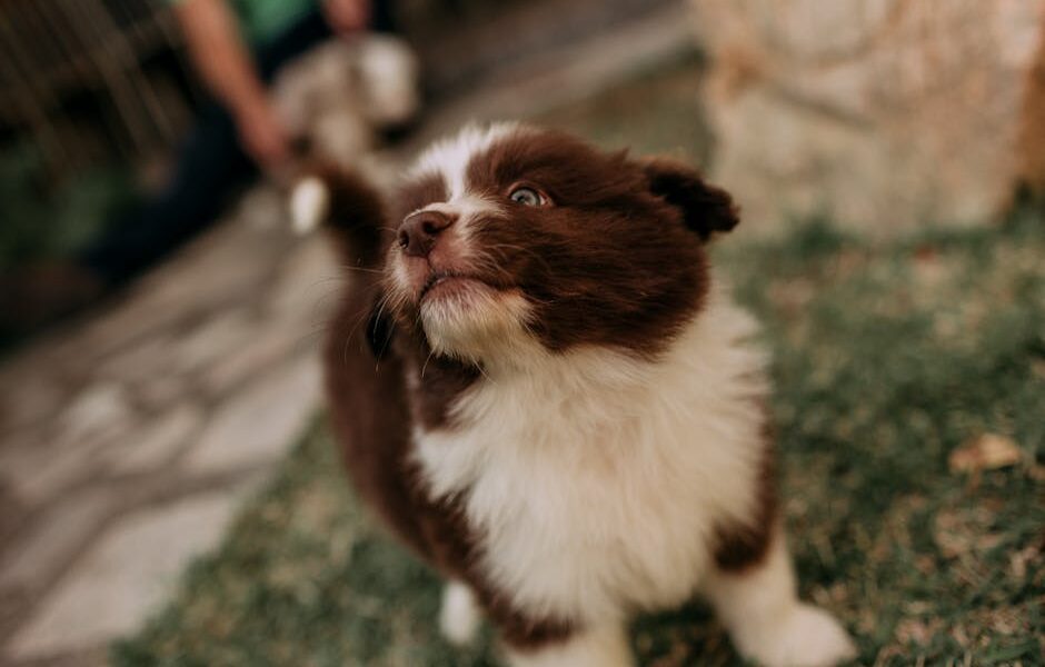 Charming close-up of a fluffy brown and white puppy playing on a sunny day.