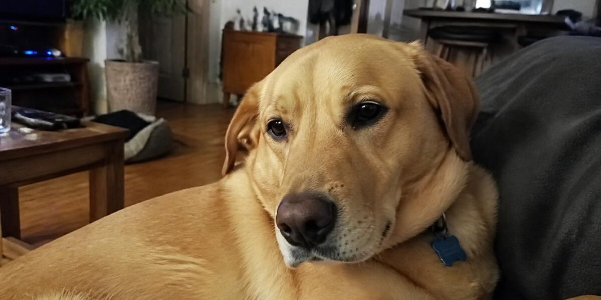 Puppy Biting and Mouthing: Stop the Nipping