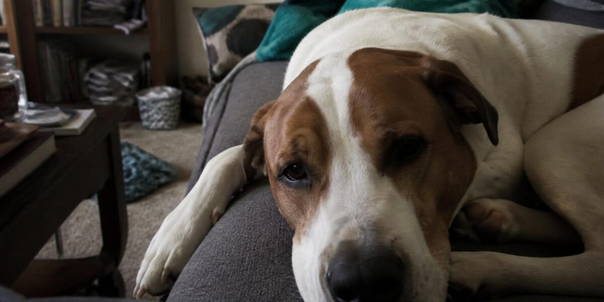 Puppy Exercise by Age: 5-Minute Rule and Beyond