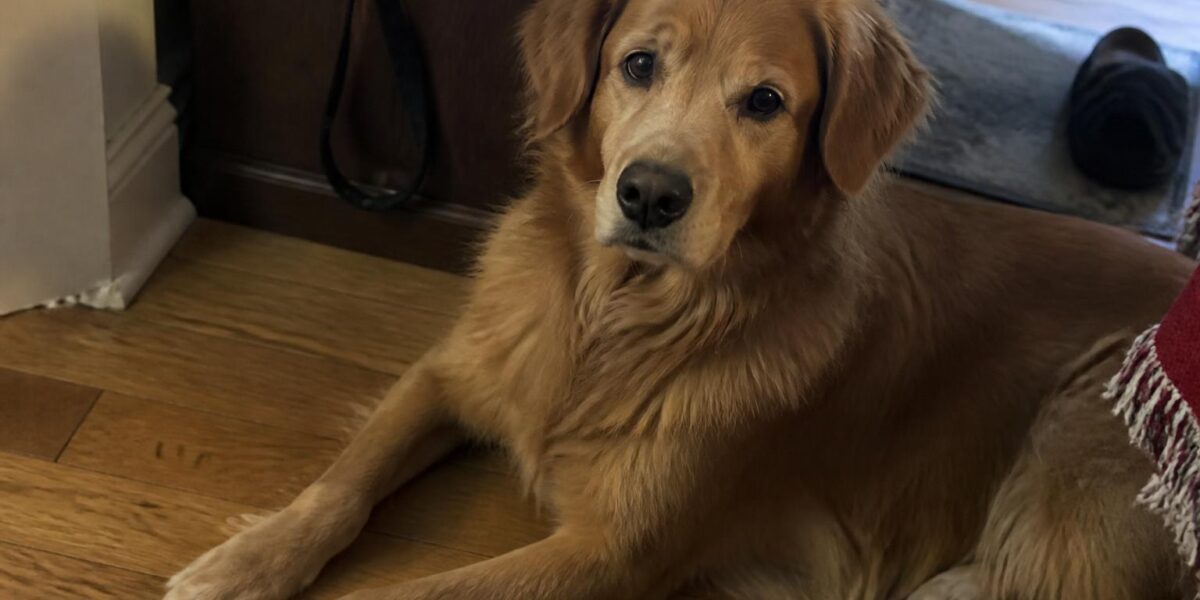 Puppy Growth Plate Injury Prevention: Exercise Limits