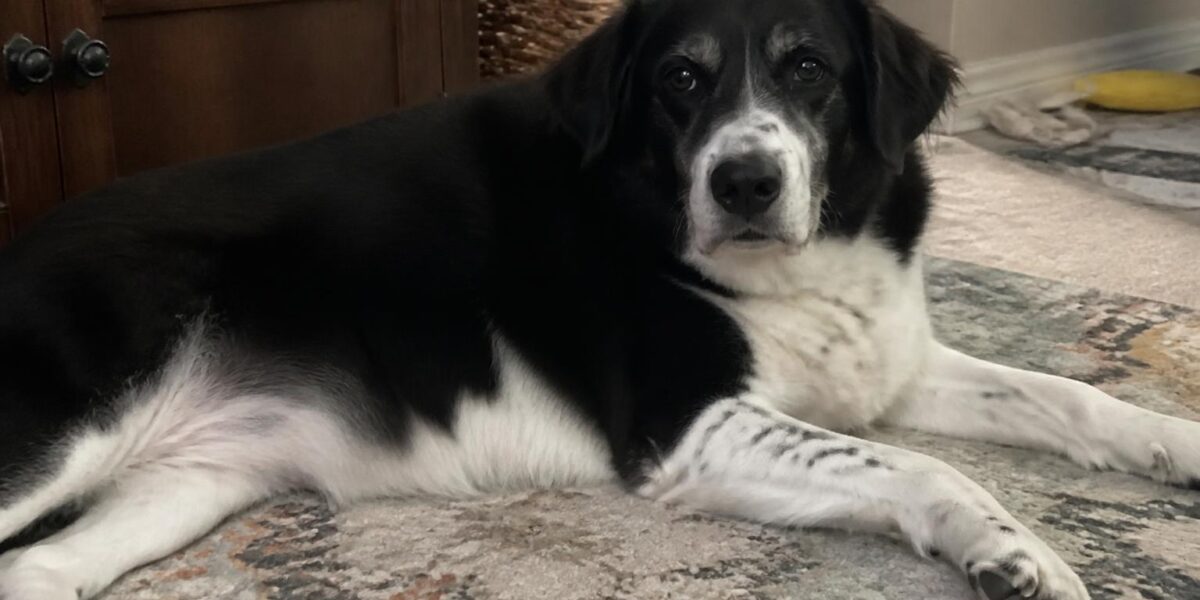Puppy-Proofing Your Home Before Adoption