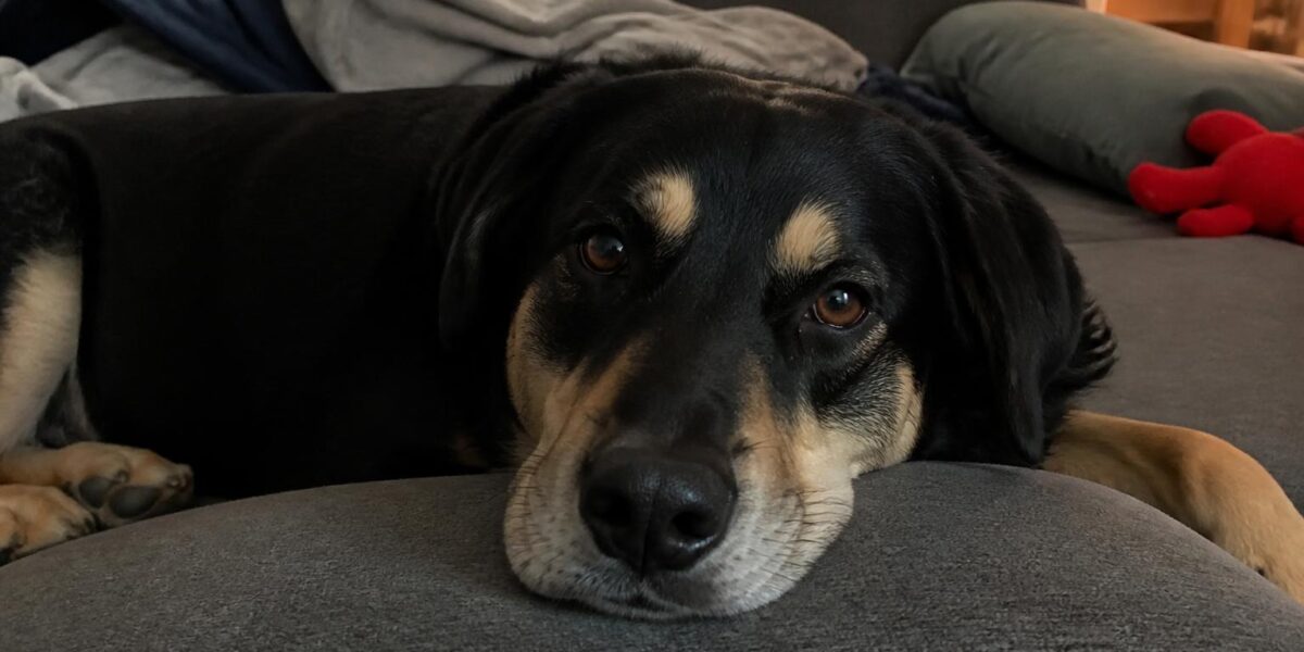 Puppy Socialization Classes: What to Look For & Why They Matter