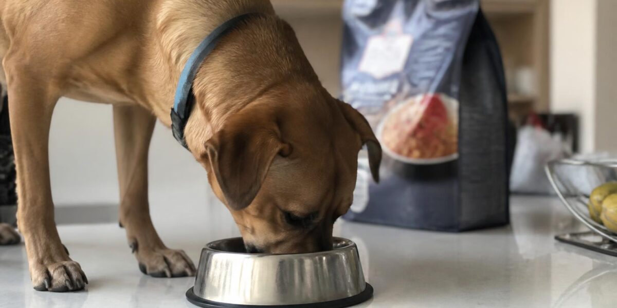 Purina Pro Plan Dog Food Review: Honest Pros and Cons