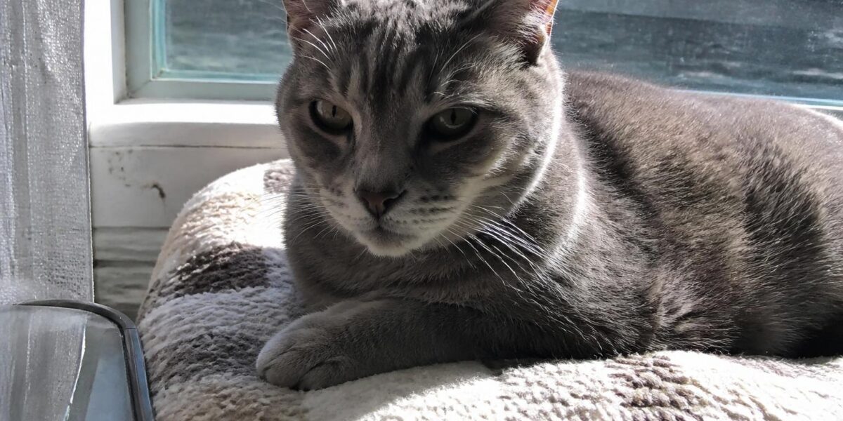 Quality of Life for Senior Cats: Assessment and Decisions