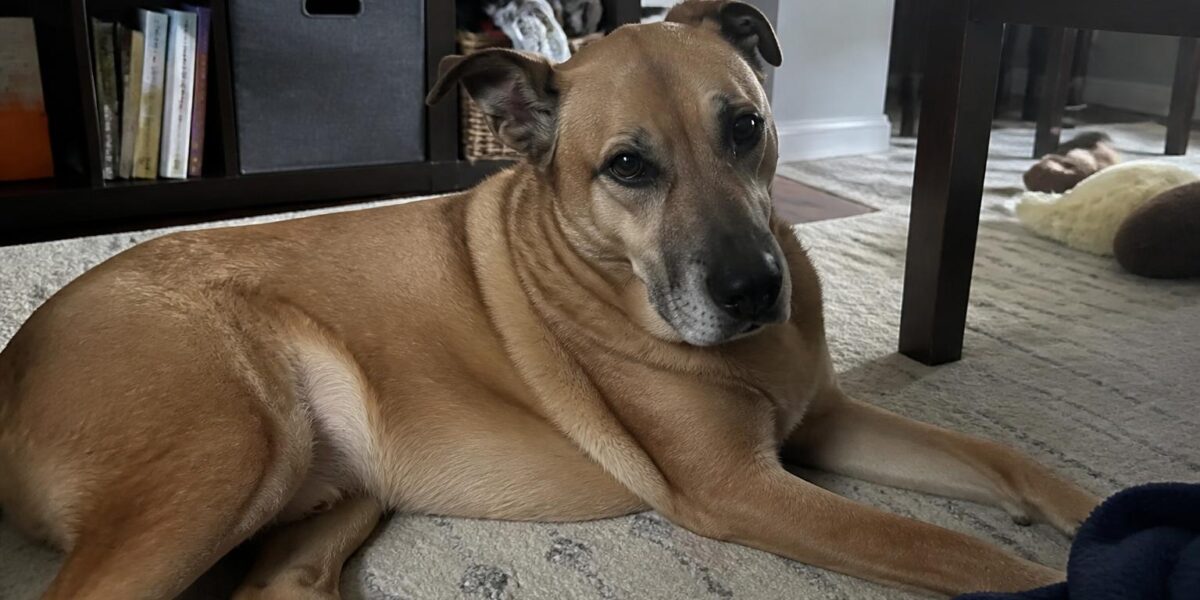 Quality of Life Scale for Pets: Knowing When It’s Time