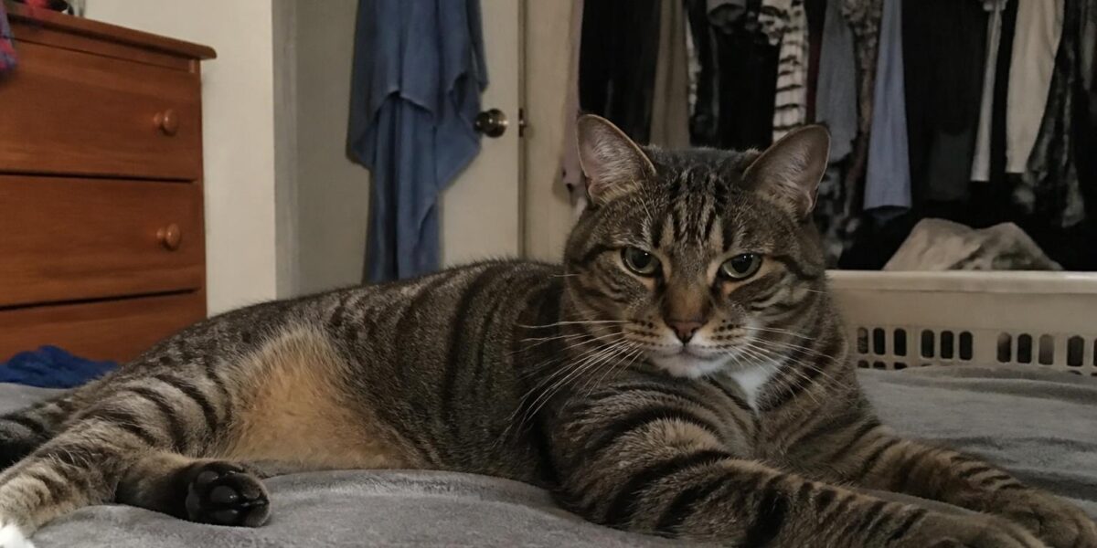 Questions to Ask Before Adopting a Cat