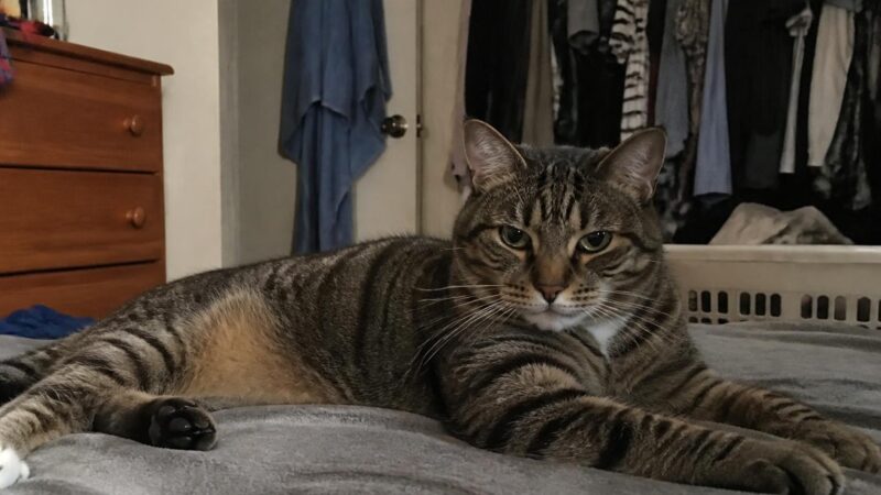 Questions to Ask Before Adopting a Cat