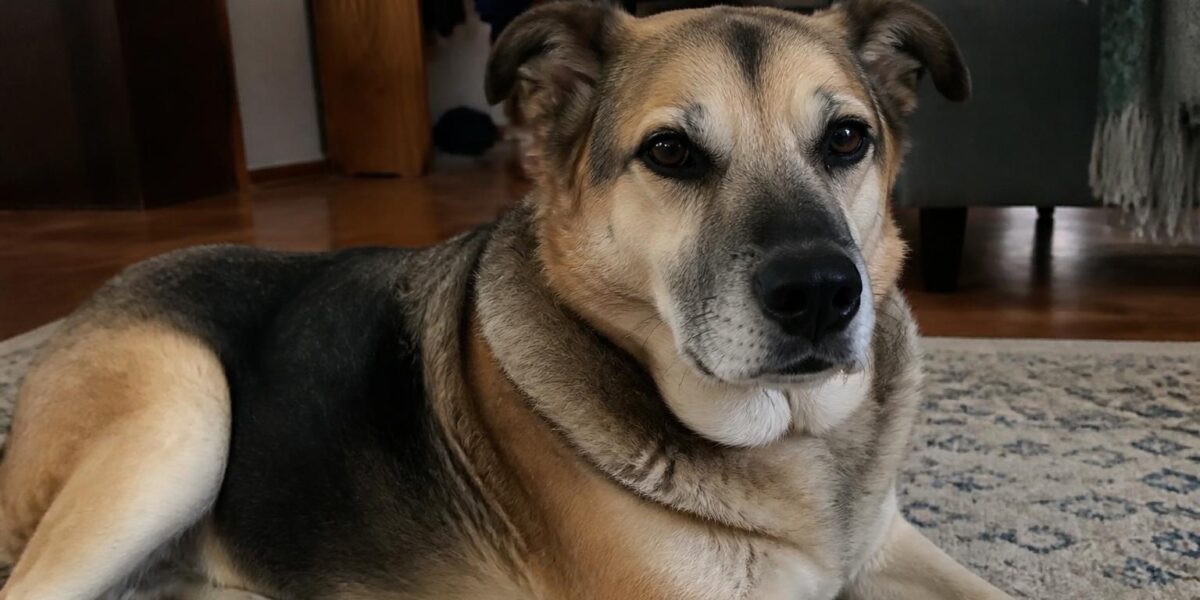 Questions to Ask Before Adopting a Dog