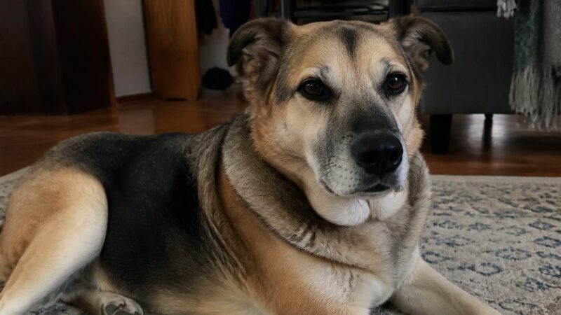 Questions to Ask Before Adopting a Dog