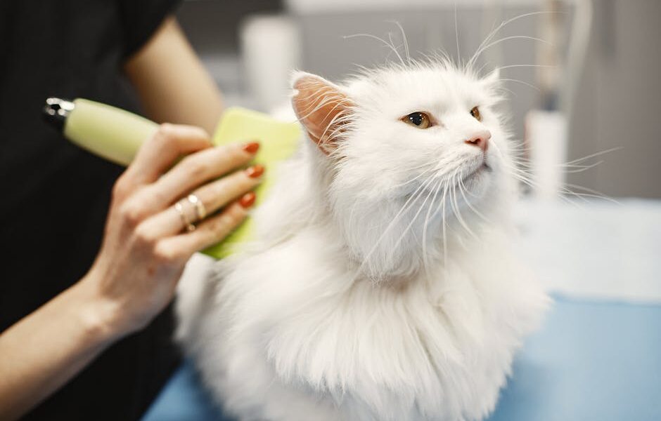 Close-up of a white Turkish Angora cat being groomed in a pet salon with professional care.
