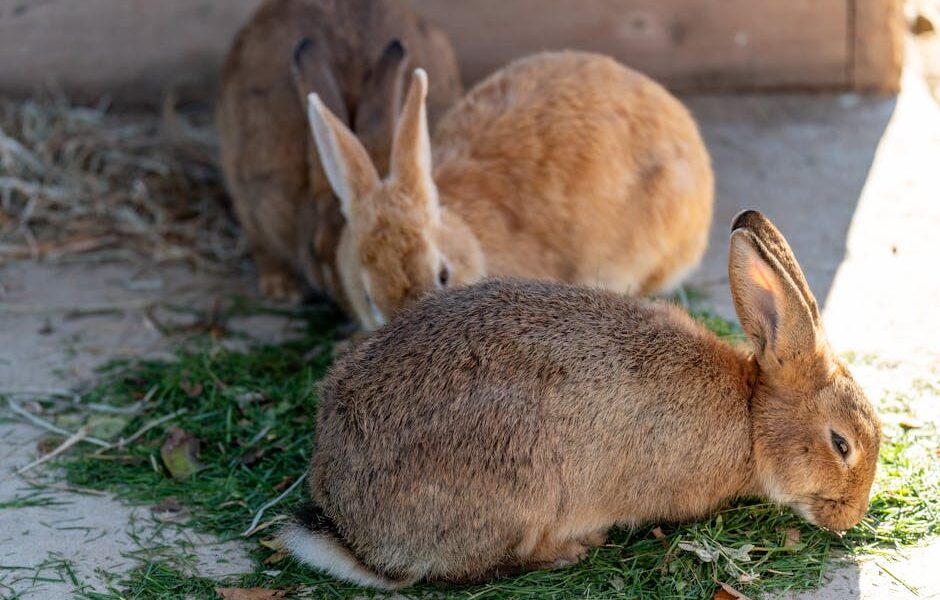 Three rabbits with brown fur eating fresh grass in a sunny outdoor enclosure.