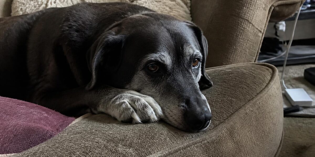 Ramps for Senior Dogs: Stairs Cars and Sofas