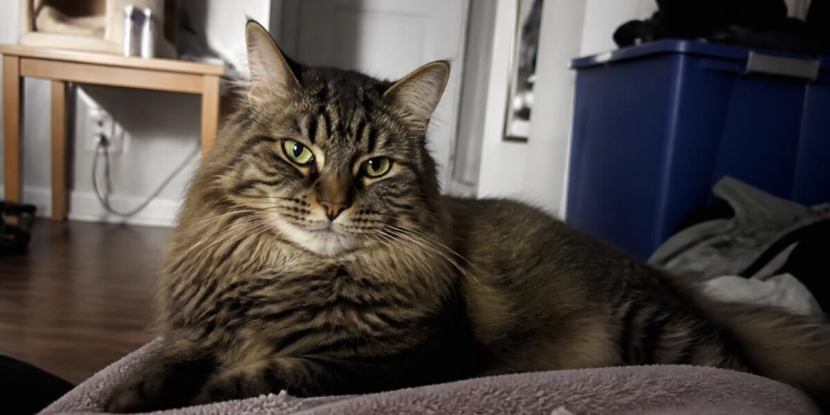 Rare Cat Breeds Overview: 30 Breeds Most Owners Have Never Heard Of