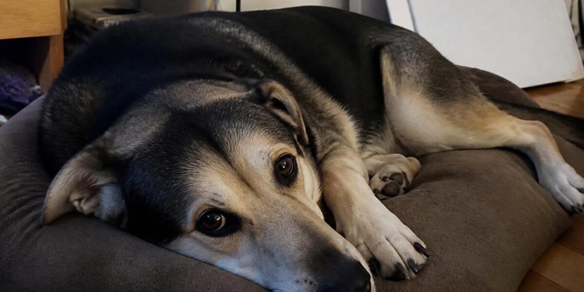 Red Flags to Watch for When Adopting a Pet