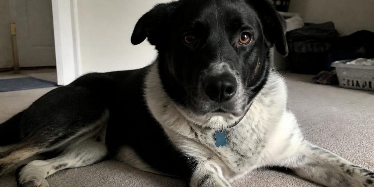 Registering an Adopted Dog in Singapore: AVS Licensing