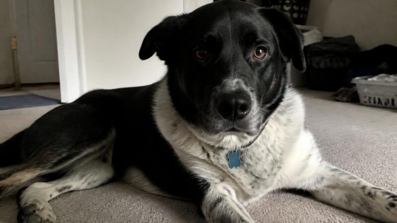 Registering an Adopted Dog in Singapore: AVS Licensing