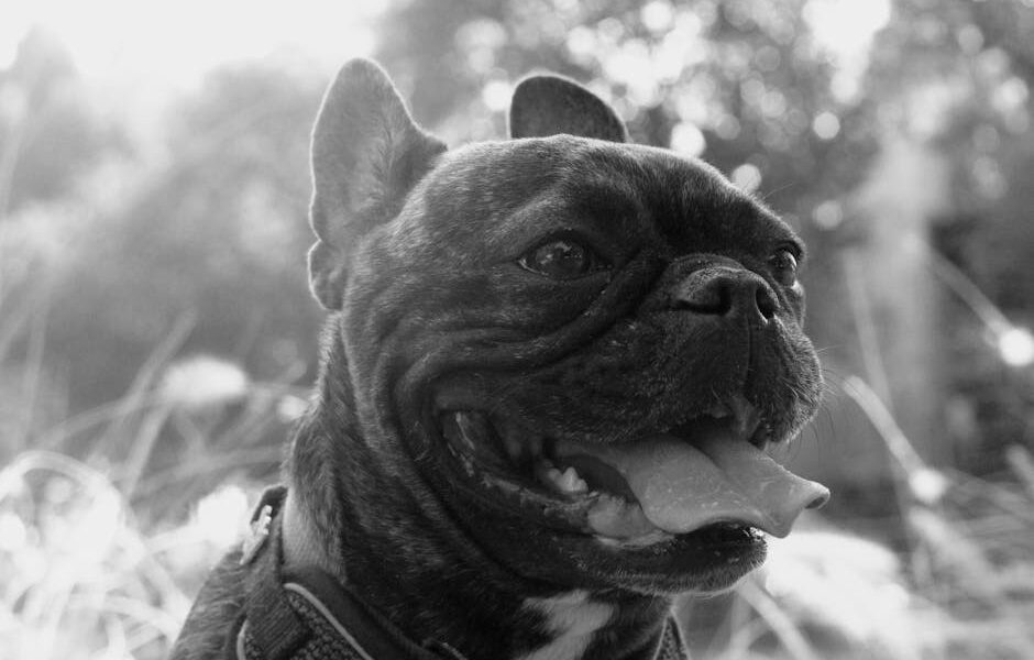 A happy French Bulldog enjoying an outdoor day in a sunlit park.