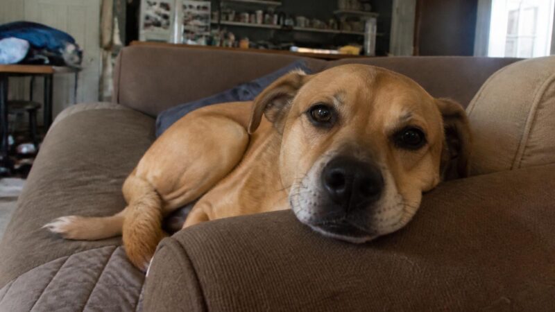 Reputable Rescue Red Flags: How to Spot a Bad One