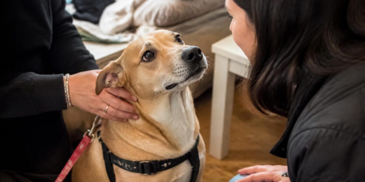 Rescue Adoption Denial: How to Appeal or Move On