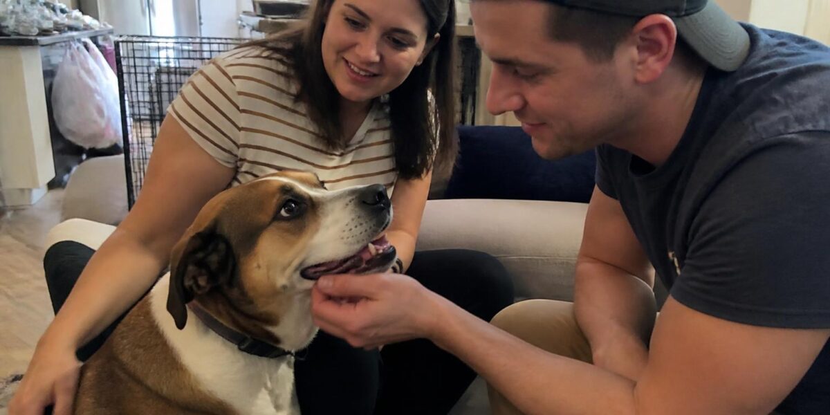 Rescue Adoption Fees Explained: What You Pay For