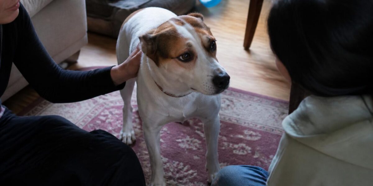 Rescue Adoption Reference Checks: How They Work