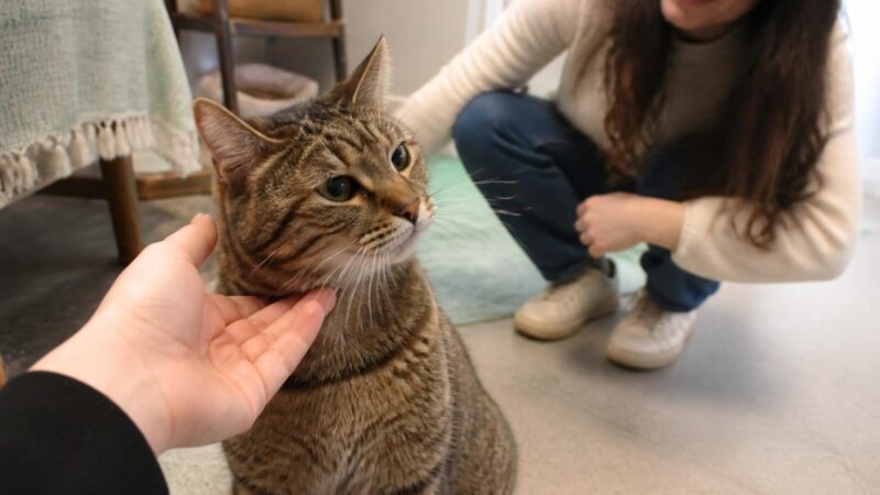 Rescue Adoption When You’re Relocating Soon