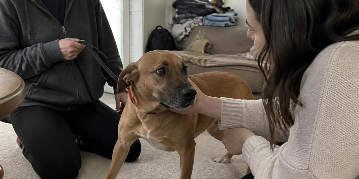 How to Help a Rescue Dog Overcome Resource Guarding