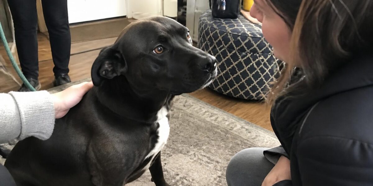 The Rescue-Only Pet Store Adoption Model Explained