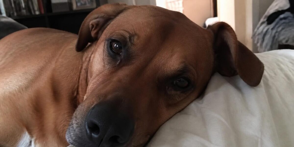 Retired Guide Dog Adoption and Career-Change Dogs: Two Pipelines, One Long Waitlist