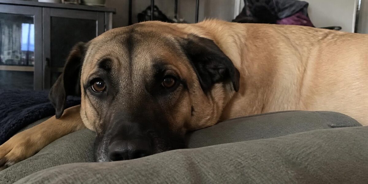 Retired Military Working Dog Adoption: Robby's Law, Mission K9 Rescue, and Welfare-Honest Adopter Prep