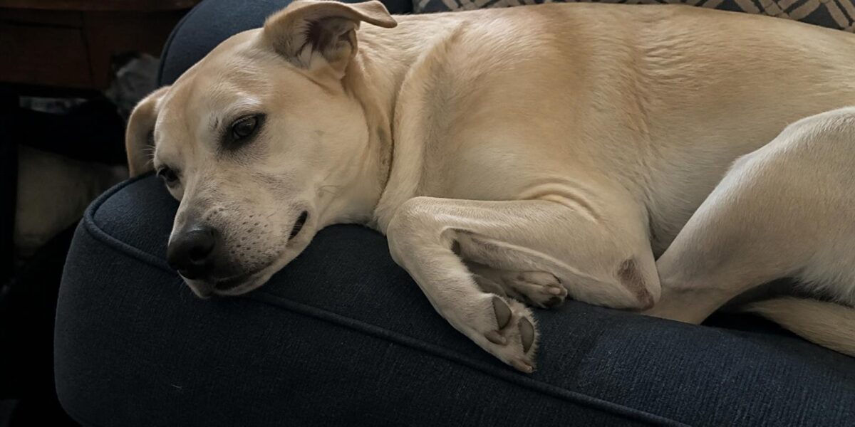 Retired Police K9 Adoption: Handler Retention, Civilian Pipelines, and Realistic Adopter Prep