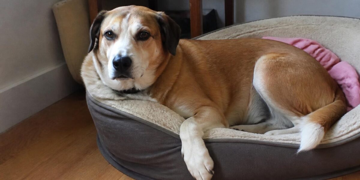 Retired Racing Greyhound Rescues: An Adoption Pipeline
