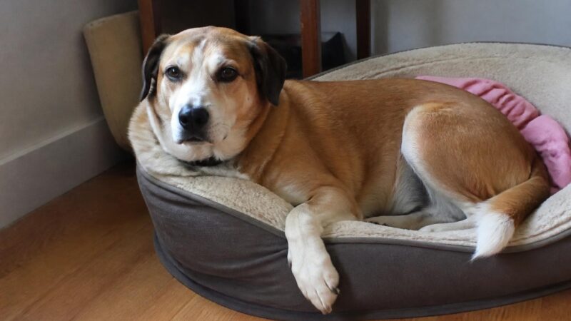 Retired Racing Greyhound Rescues: An Adoption Pipeline