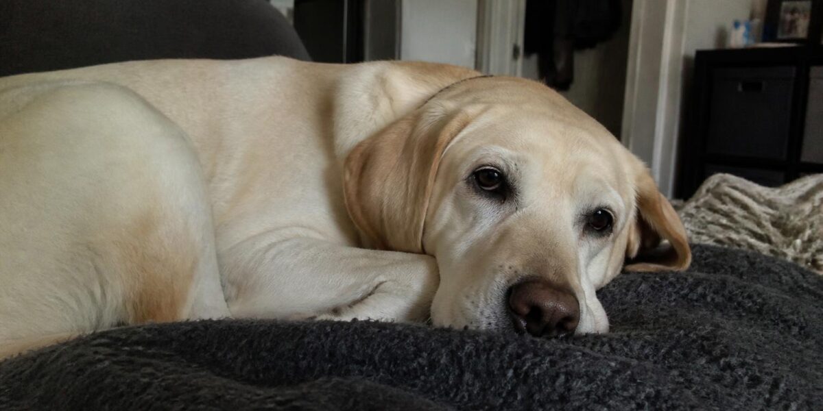 When an Adoption Isn’t Working: How to Rehome Responsibly