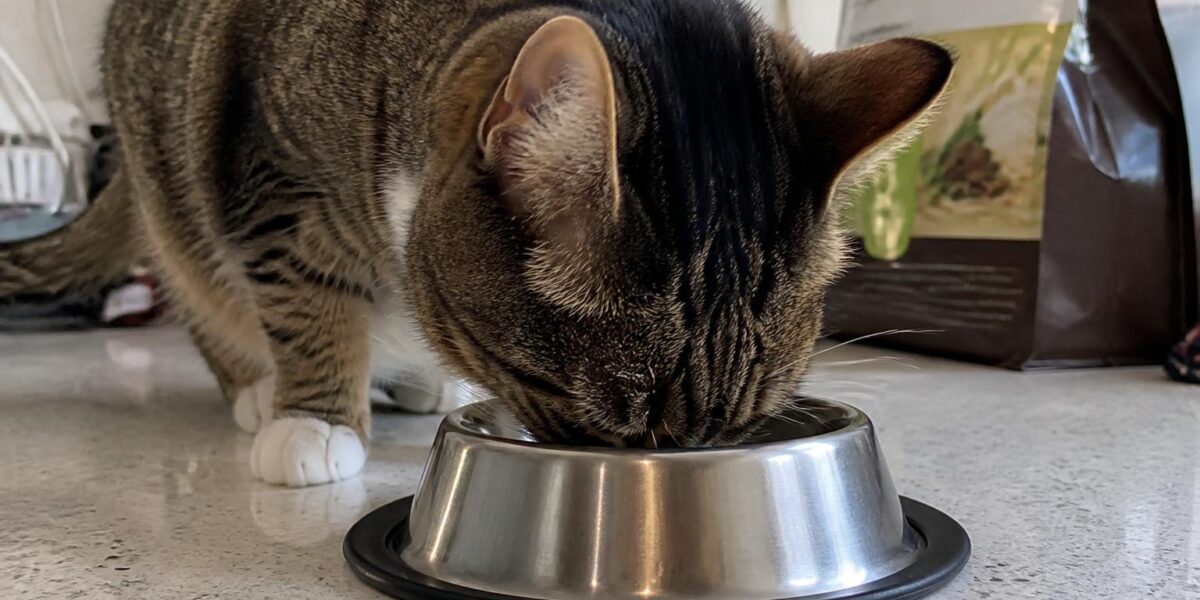 Royal Canin Cat Food Review: Honest Pros and Cons