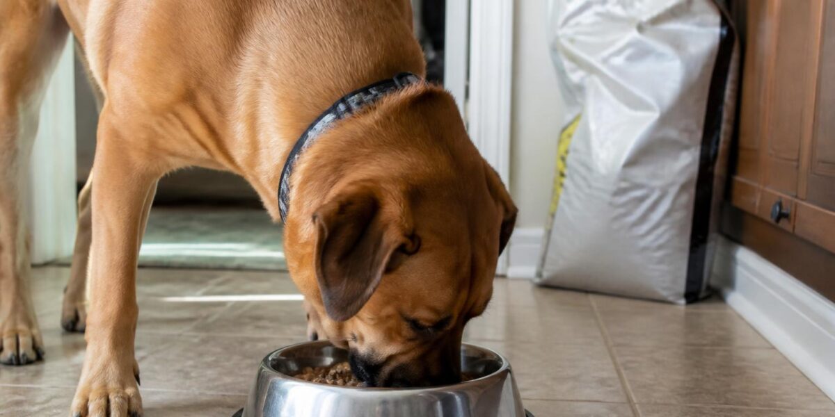 Royal Canin Dog Food Review: Honest Pros and Cons