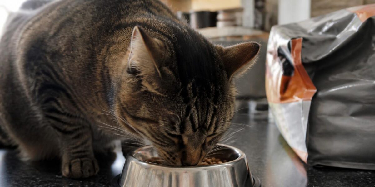 Royal Canin vs Hill’s Science Diet Cat Food Comparison
