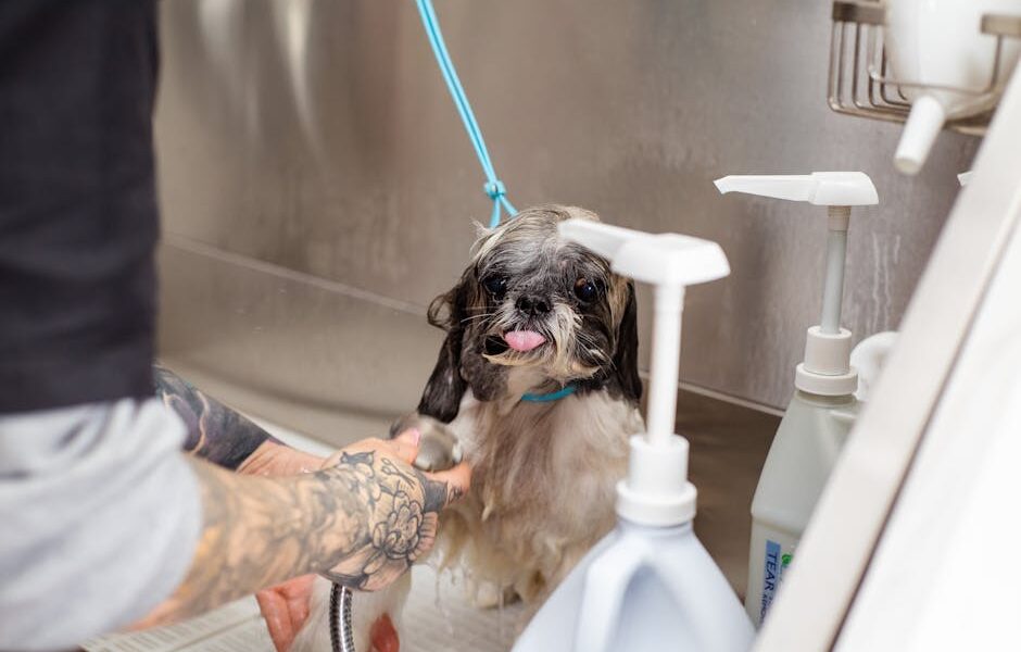A Shih Tzu dog being bathed at a pet grooming salon by a tattooed groomer.