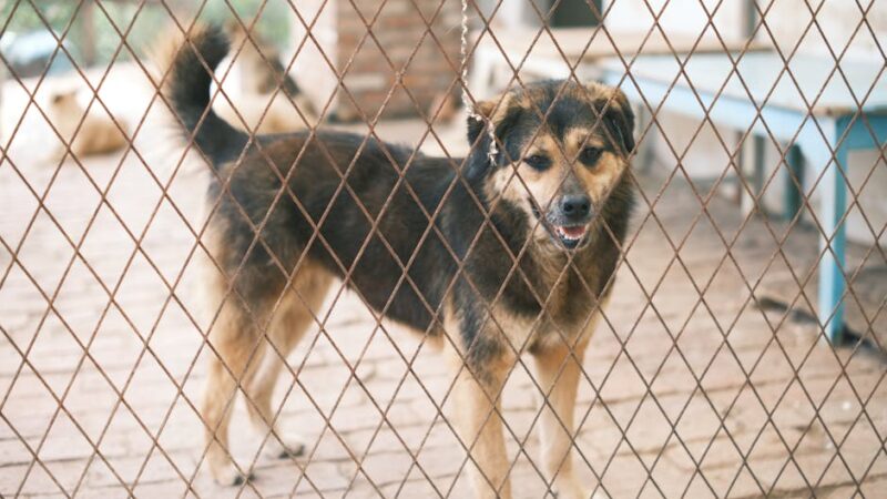 A cute dog behind a wire fence in a shelter enclosure, looking towards the camera.
