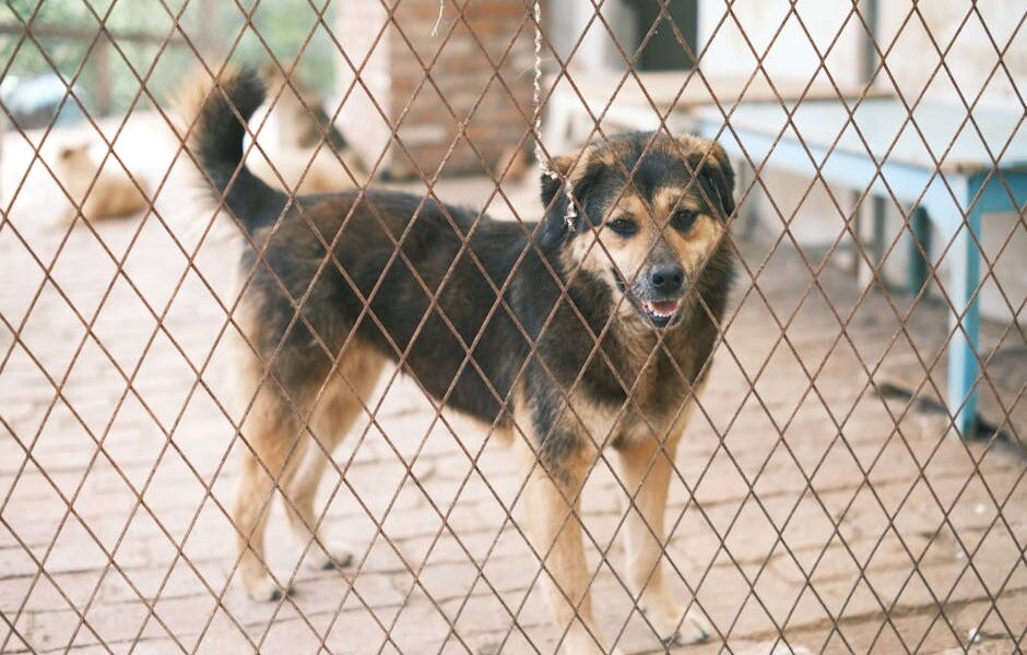 A cute dog behind a wire fence in a shelter enclosure, looking towards the camera.