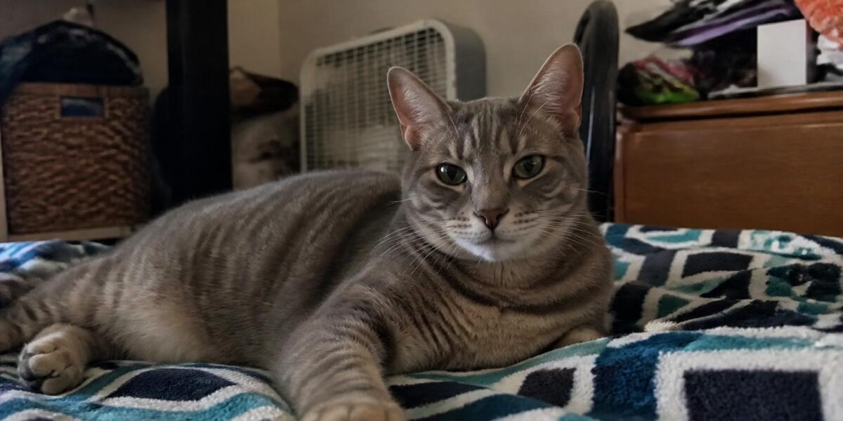 Savannah Cat TICA Registration Explained: A, B, C, SBT
