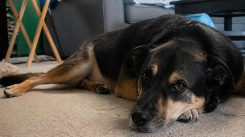 Senior Adopter Programs in Singapore: Matching Older Adopters