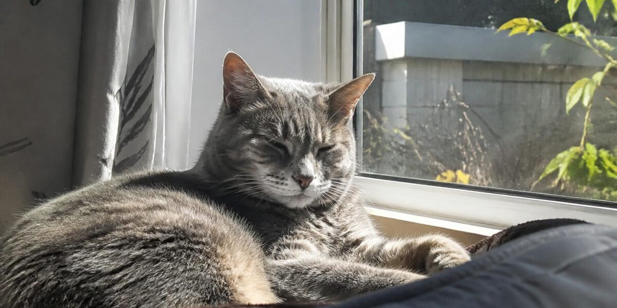Senior Cat Care: Health Tips, Diet & Comfort for Aging Cats