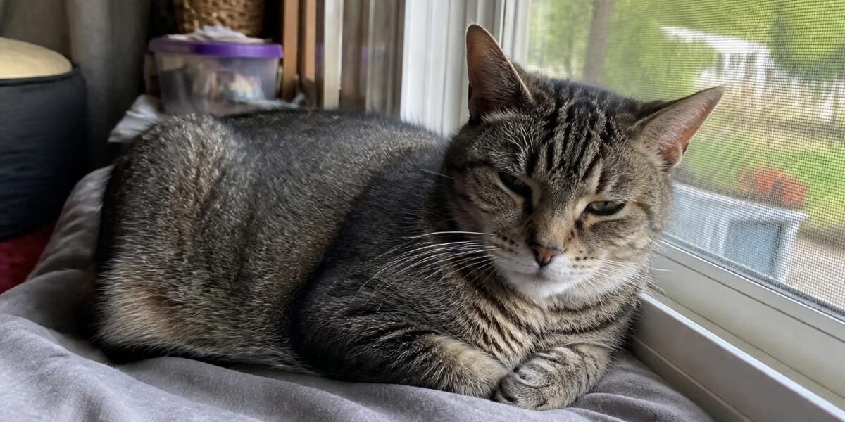 Senior Cat Care Checklist: What Aging Cats Need