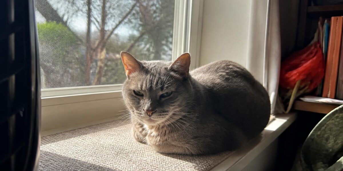 Senior Cat Hydration: Water Intake for Aging Cats