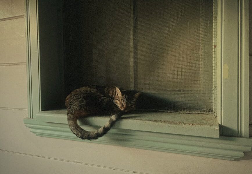A brown tabby cat peacefully sleeps in a classic wooden window in İstanbul, Türkiye.